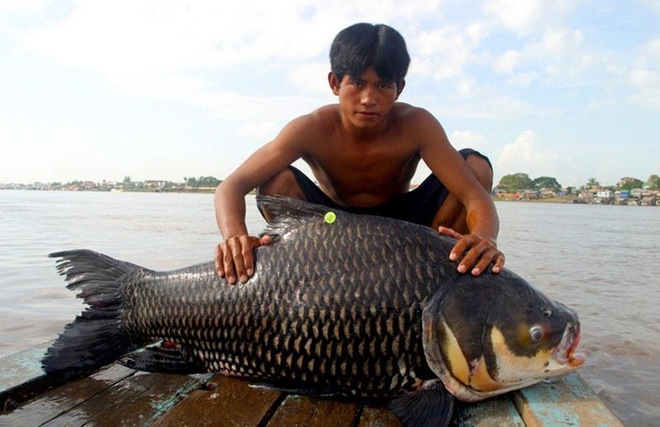 Photo:  giant barb on the Tonle Sap River near Phnom Penh, Cambodia